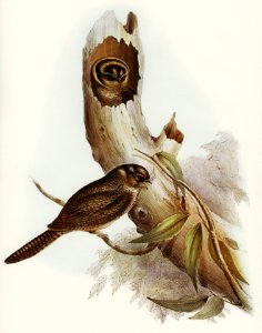 Owlet Nightjar (Aegotheles nova-hollandie) illustrated by Elizabeth Gould (1804–1841) for John Gould’s (1804-1881) Birds of Australia (1972 Edition, 8 volumes). Digitally enhanced from our own facsimile book (1972 Edition, 8 volumes).