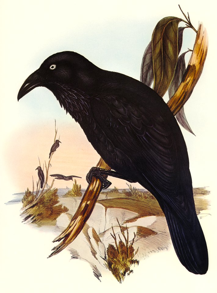 White-eyed Crow (Corvus Coronoides) illustrated by Elizabeth Gould (1804–1841) for John Gould’s (1804-1881) Birds of Australia (1972 Edition, 8 volumes). Digitally enhanced from our own facsimile book (1972 Edition, 8 volumes).
