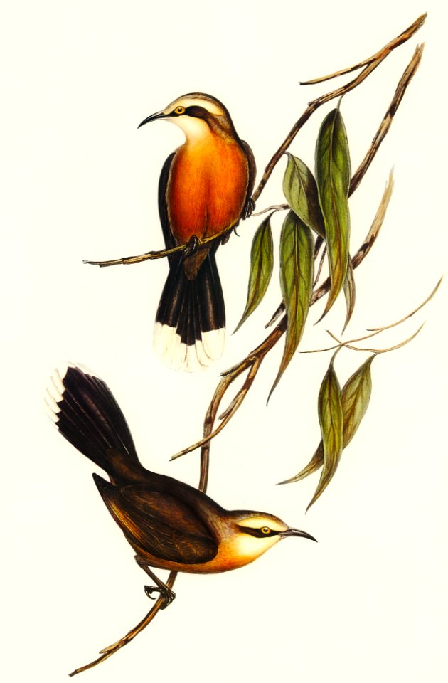 Red-breasted Pomatorhinus (Pomatorhinus rubeculus) illustrated by Elizabeth Gould (1804–1841) for John Gould’s (1804-1881) Birds of Australia (1972 Edition, 8 volumes). Digitally enhanced from our own facsimile book (1972 Edition, 8 volumes).