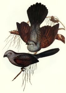 Grey Struthidea (Struthidea cinerea) illustrated by Elizabeth Gould (1804–1841) for John Gould’s (1804-1881) Birds of Australia (1972 Edition, 8 volumes). Digitally enhanced from our own facsimile book (1972 Edition, 8 volumes).