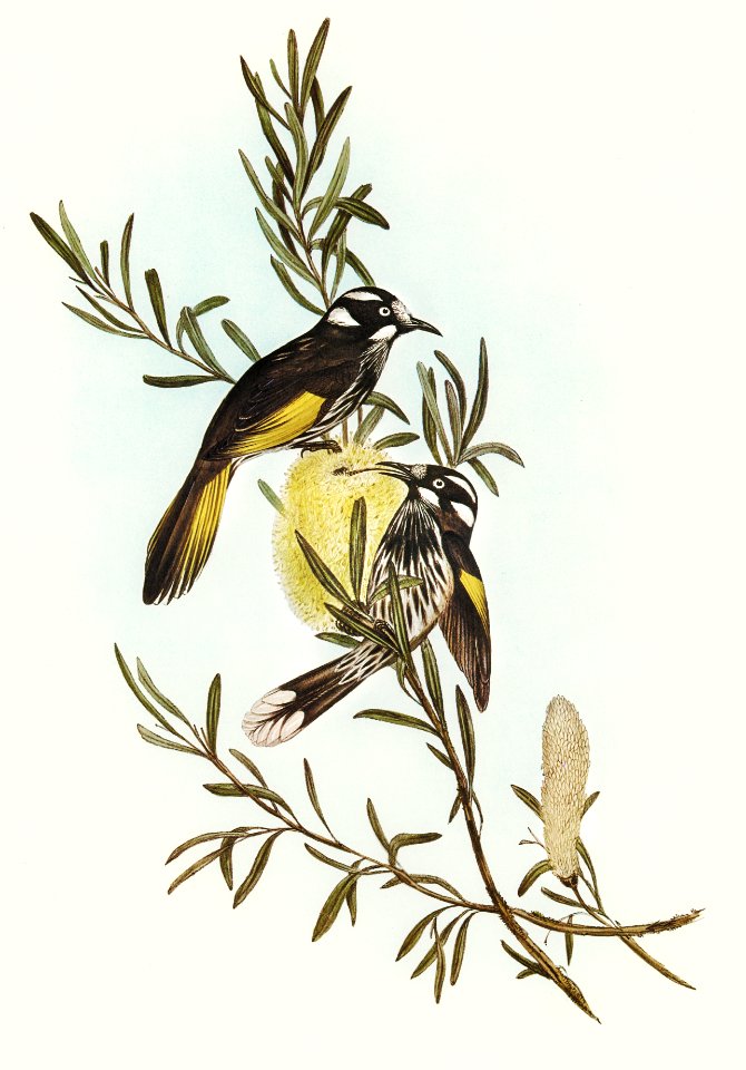 New Holland Honey-eaterillustrated by Elizabeth Gould (1804–1841) for John Gould’s (1804-1881) Birds of Australia (1972 Edition, 8 volumes). Digitally enhanced from our own facsimile book (1972 Edition, 8 volumes).
