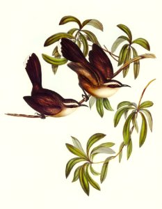 White-eyebrowed Pomatorhinus (Pomatorhinus superciliosus) illustrated by Elizabeth Gould (1804–1841) for John Gould’s (1804-1881) Birds of Australia (1972 Edition, 8 volumes). Digitally enhanced from our own facsimile book (1972 Edition, 8 volumes).