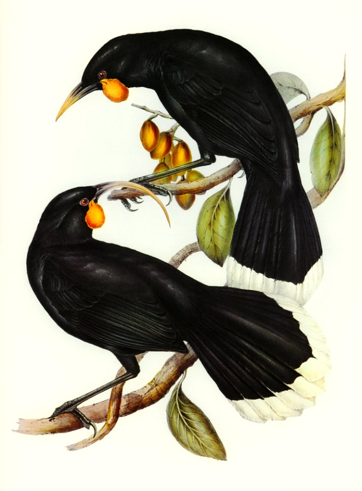 Gould's Neomorpha (Neomorpha Gouldii) illustrated by Elizabeth Gould (1804–1841) for John Gould’s (1804-1881) Birds of Australia (1972 Edition, 8 volumes). Digitally enhanced from our own facsimile book (1972 Edition, 8 volumes).