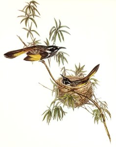 Long-billed Honey-eater (Meliphaga longirostris) illustrated by Elizabeth Gould (1804–1841) for John Gould’s (1804-1881) Birds of Australia (1972 Edition, 8 volumes). Digitally enhanced from our own facsimile book (1972 Edition, 8 volumes).