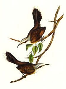 Temporal Pomatorhinus (Pomatorhinus temporalis) illustrated by Elizabeth Gould (1804–1841) for John Gould’s (1804-1881) Birds of Australia (1972 Edition, 8 volumes). Digitally enhanced from our own facsimile book (1972 Edition, 8 volumes).