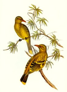 Crescent-marked Oriole (แ) illustrated by Elizabeth Gould (1804–1841) for John Gould’s (1804-1881) Birds of Australia (1972 Edition, 8 volumes). Digitally enhanced from our own facsimile book (1972 Edition, 8 volumes).. Free illustration for personal and commercial use.