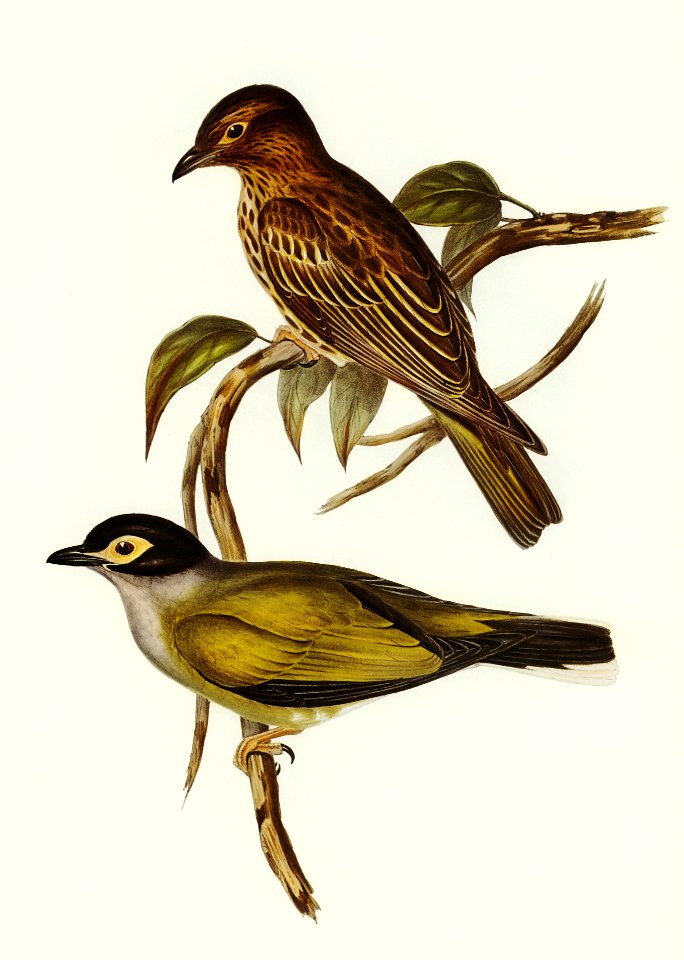 Australian Sphecotheres (Sphecotheres Australis) illustrated by Elizabeth Gould (1804–1841) for John Gould’s (1804-1881) Birds of Australia (1972 Edition, 8 volumes). Digitally enhanced from our own facsimile book (1972 Edition, 8 volumes).