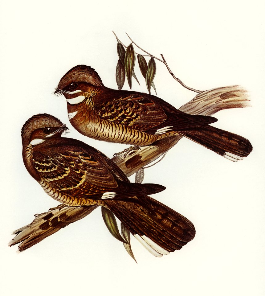 Large-tailed Goat-sucker (Caprimulgus macrurus, Horsf) illustrated by Elizabeth Gould (1804–1841) for John Gould’s (1804-1881) Birds of Australia (1972 Edition, 8 volumes). Digitally enhanced from our own facsimile book (1972 Edition, 8 volumes).