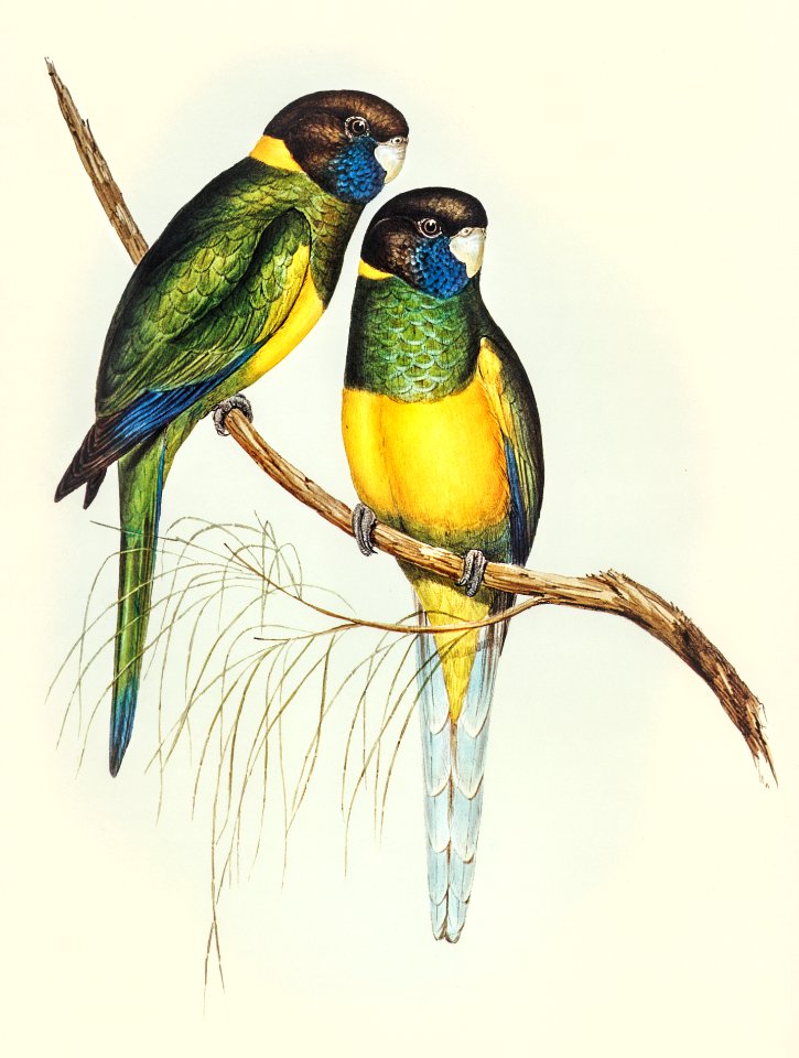 Bauer's Parrakeet (Platycercus Bauerii) illustrated by Elizabeth Gould (1804–1841) for John Gould’s (1804-1881) Birds of Australia (1972 Edition, 8 volumes). Digitally enhanced from our own facsimile book (1972 Edition, 8 volumes).
