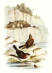 Rock Warbler (Origma rubricata) illustrated by Elizabeth Gould (1804–1841) for John Gould’s (1804-1881) Birds of Australia (1972 Edition, 8 volumes). Digitally enhanced from our own facsimile book (1972 Edition, 8 volumes).