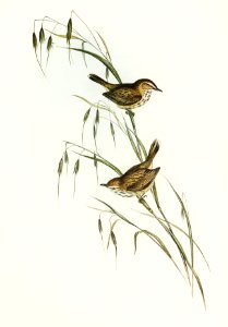 Field Reed Lark Calamanthus campestris) illustrated by Elizabeth Gould (1804–1841) for John Gould’s (1804-1881) Birds of Australia (1972 Edition, 8 volumes). Digitally enhanced from our own facsimile book (1972 Edition, 8 volumes).
