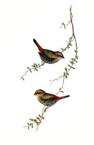 Red-eared Finch (Estrelda oculea) illustrated by Elizabeth Gould (1804–1841) for John Gould’s (1804-1881) Birds of Australia (1972 Edition, 8 volumes). Digitally enhanced from our own facsimile book (1972 Edition, 8 volumes).