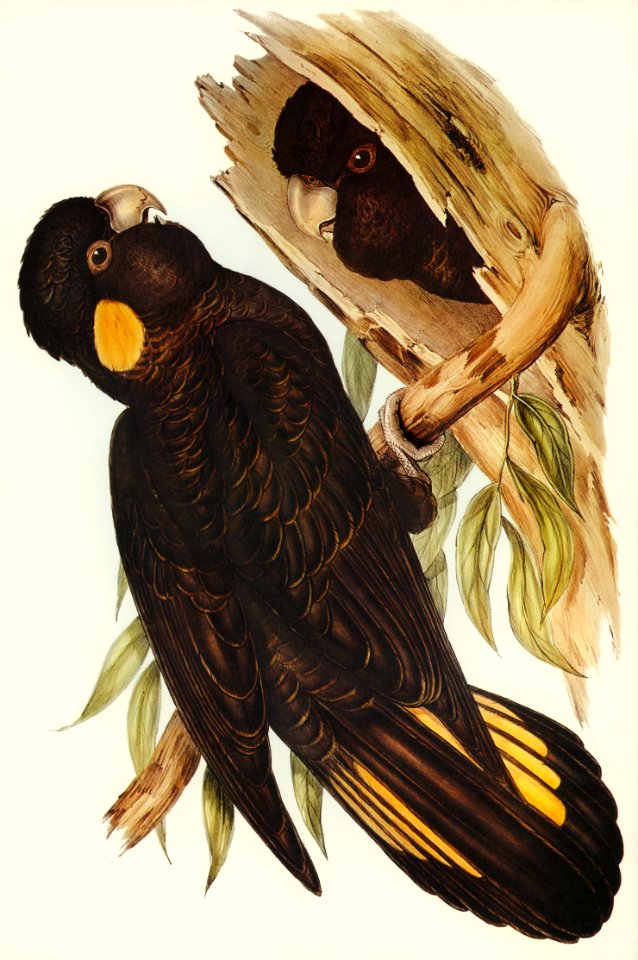 Yellow-eared Black Cockatoo (Calyptorhynchus xanthonotus) illustrated by Elizabeth Gould (1804–1841) for John Gould’s (1804-1881) Birds of Australia (1972 Edition, 8 volumes). Digitally enhanced from our own facsimile book (1972 Edition, 8 volumes).