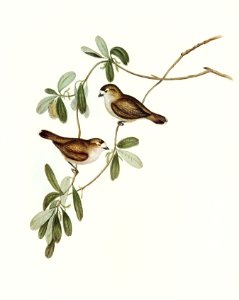 White-faced Xerophila (Xerophila leucopsis) illustrated by Elizabeth Gould (1804–1841) for John Gould’s (1804-1881) Birds of Australia (1972 Edition, 8 volumes). Digitally enhanced from our own facsimile book (1972 Edition, 8 volumes).
