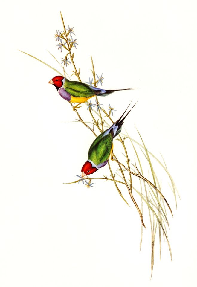 Beautiful Grass Finch (Poephila mirabilis, Homb&Jacq) illustrated by Elizabeth Gould (1804–1841) for John Gould’s (1804-1881) Birds of Australia (1972 Edition, 8 volumes). Digitally enhanced from our own facsimile book (1972 Edition, 8 volumes).