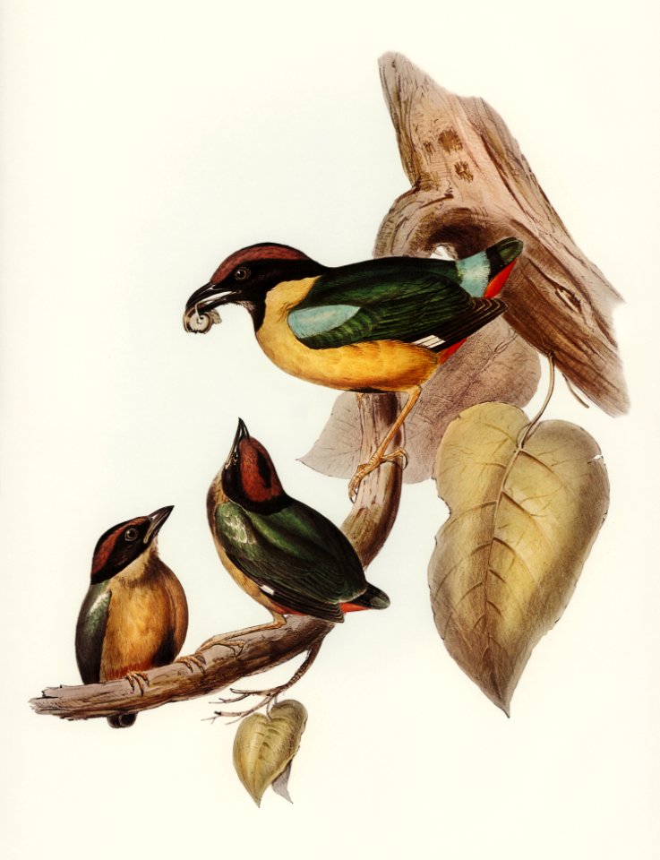 Noisy Pitta (Pitta strepitans) illustrated by Elizabeth Gould (1804–1841) for John Gould’s (1804-1881) Birds of Australia (1972 Edition, 8 volumes). Digitally enhanced from our own facsimile book (1972 Edition, 8 volumes).
