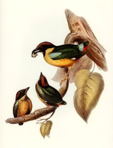 Noisy Pitta (Pitta strepitans) illustrated by Elizabeth Gould (1804–1841) for John Gould’s (1804-1881) Birds of Australia (1972 Edition, 8 volumes). Digitally enhanced from our own facsimile book (1972 Edition, 8 volumes).