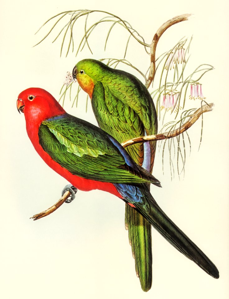 King Lory (Aprosmictus scapulatus) illustrated by Elizabeth Gould (1804–1841) for John Gould’s (1804-1881) Birds of Australia (1972 Edition, 8 volumes). Digitally enhanced from our own facsimile book (1972 Edition, 8 volumes).