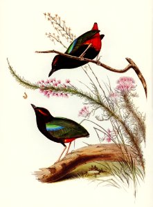 Rainbow Pitta (Pitta Iris) illustrated by Elizabeth Gould (1804–1841) for John Gould’s (1804-1881) Birds of Australia (1972 Edition, 8 volumes). Digitally enhanced from our own facsimile book (1972 Edition, 8 volumes).