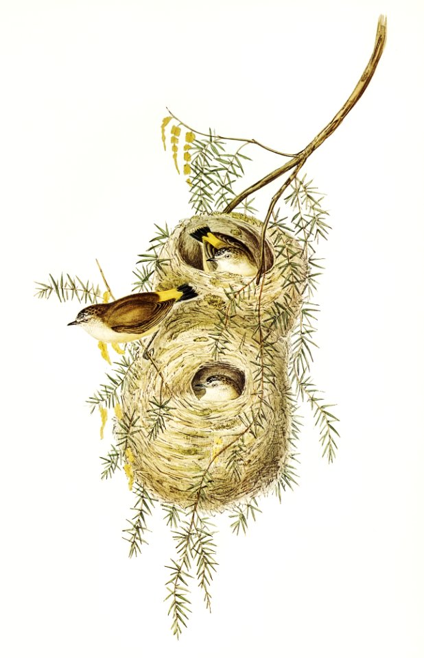 Yellow-rumped Acanthiza (Acanthiza chrysorrhoea) illustrated by Elizabeth Gould (1804–1841) for John Gould’s (1804-1881) Birds of Australia (1972 Edition, 8 volumes). Digitally enhanced from our own facsimile book (1972 Edition, 8 volumes).