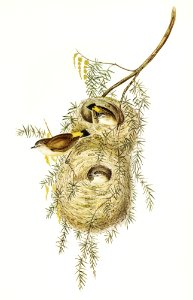 Yellow-rumped Acanthiza (Acanthiza chrysorrhoea) illustrated by Elizabeth Gould (1804–1841) for John Gould’s (1804-1881) Birds of Australia (1972 Edition, 8 volumes). Digitally enhanced from our own facsimile book (1972 Edition, 8 volumes).
