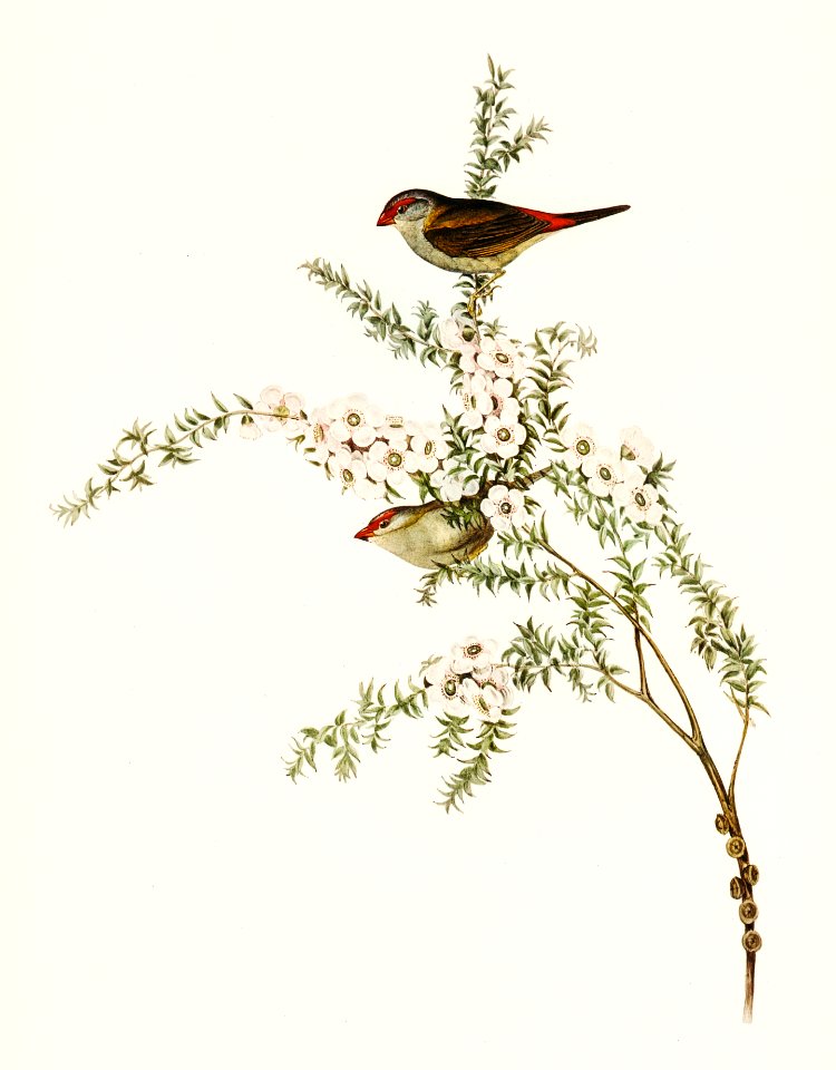 Red-eyebrowed Finch (Estrelda temporalis)  illustrated by Elizabeth Gould (1804–1841) for John Gould’s (1804-1881) Birds of Australia (1972 Edition, 8 volumes). Digitally enhanced from our own facsimile book (1972 Edition, 8 volumes).