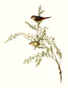 Red-eyebrowed Finch (Estrelda temporalis)  illustrated by Elizabeth Gould (1804–1841) for John Gould’s (1804-1881) Birds of Australia (1972 Edition, 8 volumes). Digitally enhanced from our own facsimile book (1972 Edition, 8 volumes).
