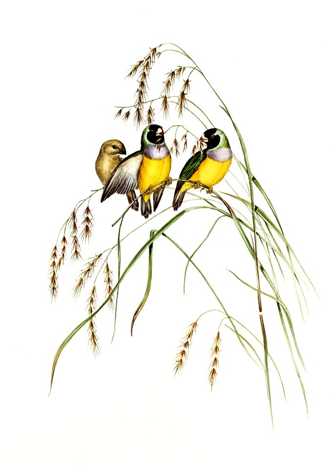 Gouldian Finch (Amadina Gouldiae) illustrated by Elizabeth Gould (1804–1841) for John Gould’s (1804-1881) Birds of Australia (1972 Edition, 8 volumes). Digitally enhanced from our own facsimile book (1972 Edition, 8 volumes).