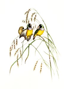 Gouldian Finch (Amadina Gouldiae) illustrated by Elizabeth Gould (1804–1841) for John Gould’s (1804-1881) Birds of Australia (1972 Edition, 8 volumes). Digitally enhanced from our own facsimile book (1972 Edition, 8 volumes).