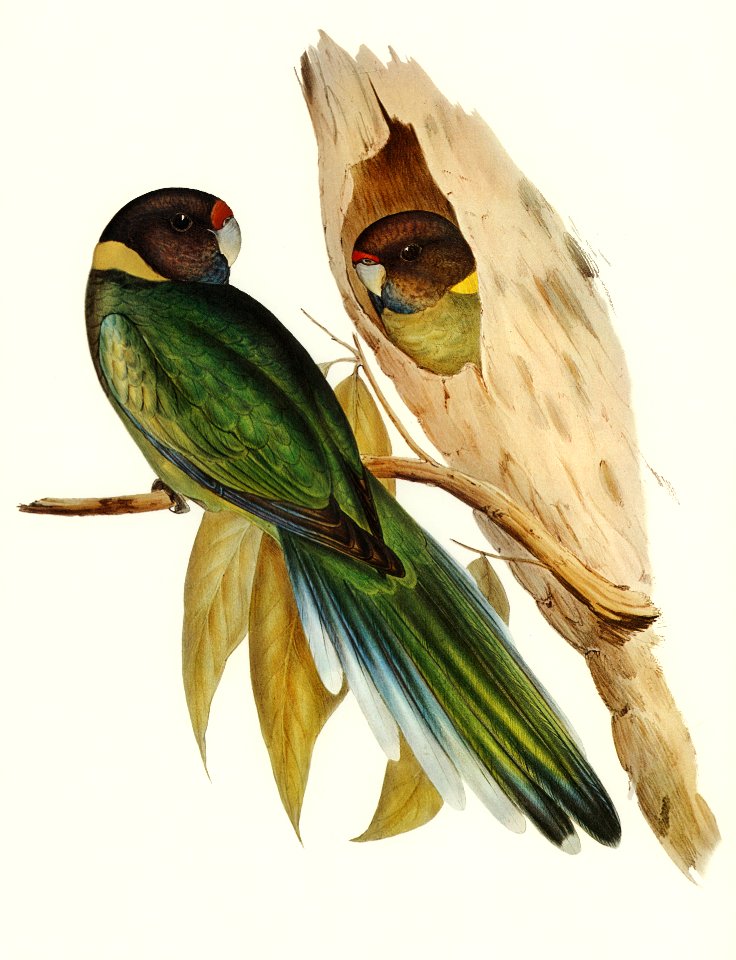 Yellow-collared Parakeet (Platycercus semitorquatus) illustrated by Elizabeth Gould (1804–1841) for John Gould’s (1804-1881) Birds of Australia (1972 Edition, 8 volumes). Digitally enhanced from our own facsimile book (1972 Edition, 8 volumes).