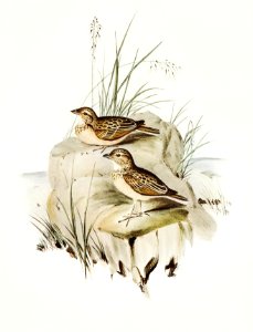 Horsfield’s Mirafra (Mirafra Horsfieldii) illustrated by Elizabeth Gould (1804–1841) for John Gould’s (1804-1881) Birds of Australia (1972 Edition, 8 volumes). Digitally enhanced from our own facsimile book (1972 Edition, 8 volumes).. Free illustration for personal and commercial use.
