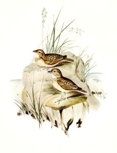 Horsfield’s Mirafra (Mirafra Horsfieldii) illustrated by Elizabeth Gould (1804–1841) for John Gould’s (1804-1881) Birds of Australia (1972 Edition, 8 volumes). Digitally enhanced from our own facsimile book (1972 Edition, 8 volumes).