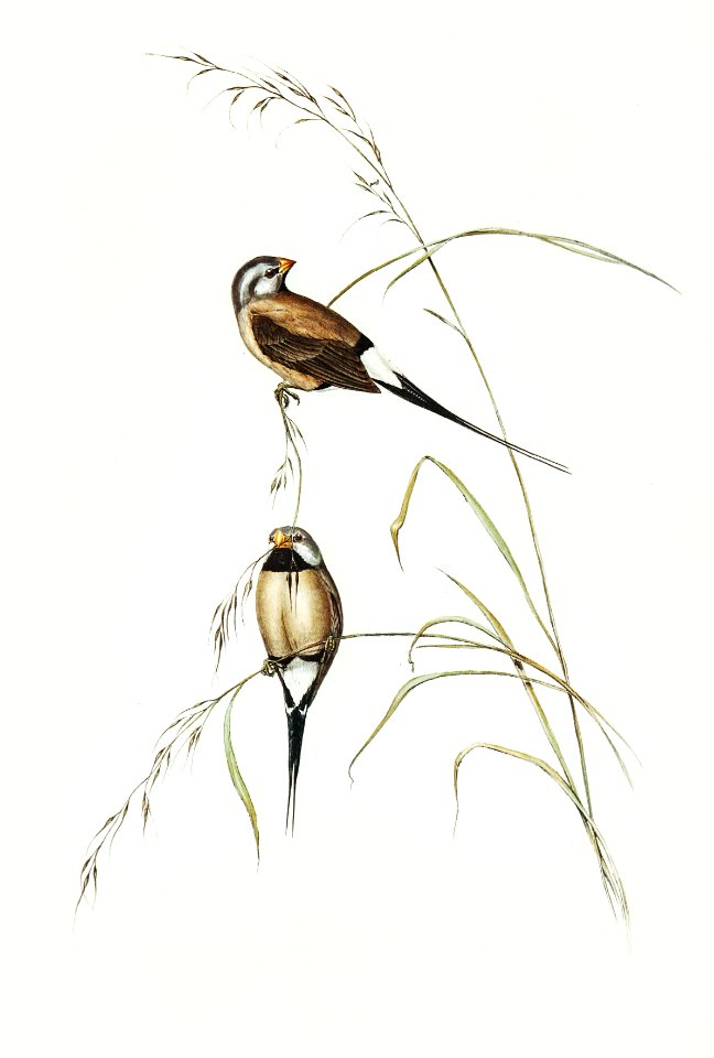 Long-tailed Grass Finch (Poephila acuticauda) illustrated by Elizabeth Gould (1804–1841) for John Gould’s (1804-1881) Birds of Australia (1972 Edition, 8 volumes). Digitally enhanced from our own facsimile book (1972 Edition, 8 volumes).