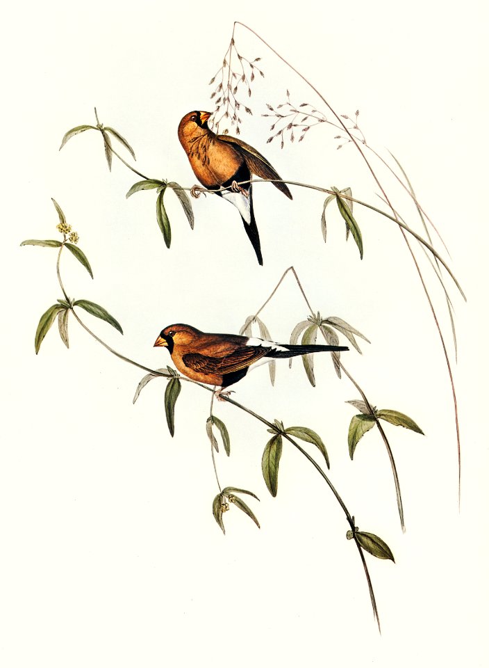 Masked Grass Finch (Poephila personata) illustrated by Elizabeth Gould (1804–1841) for John Gould’s (1804-1881) Birds of Australia (1972 Edition, 8 volumes). Digitally enhanced from our own facsimile book (1972 Edition, 8 volumes).