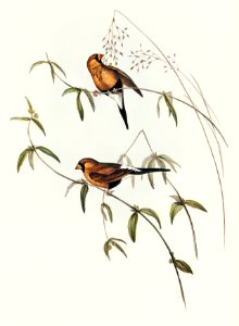 Masked Grass Finch (Poephila personata) illustrated by Elizabeth Gould (1804–1841) for John Gould’s (1804-1881) Birds of Australia (1972 Edition, 8 volumes). Digitally enhanced from our own facsimile book (1972 Edition, 8 volumes).
