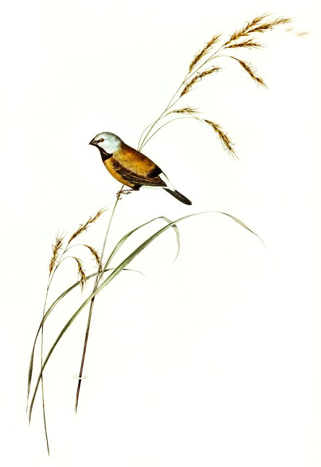 Banded Grass Finch (Poephila cincta) illustrated by Elizabeth Gould (1804–1841) for John Gould’s (1804-1881) Birds of Australia (1972 Edition, 8 volumes). Digitally enhanced from our own facsimile book (1972 Edition, 8 volumes).