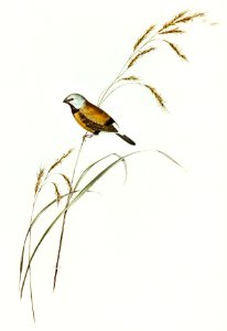 Banded Grass Finch (Poephila cincta) illustrated by Elizabeth Gould (1804–1841) for John Gould’s (1804-1881) Birds of Australia (1972 Edition, 8 volumes). Digitally enhanced from our own facsimile book (1972 Edition, 8 volumes).