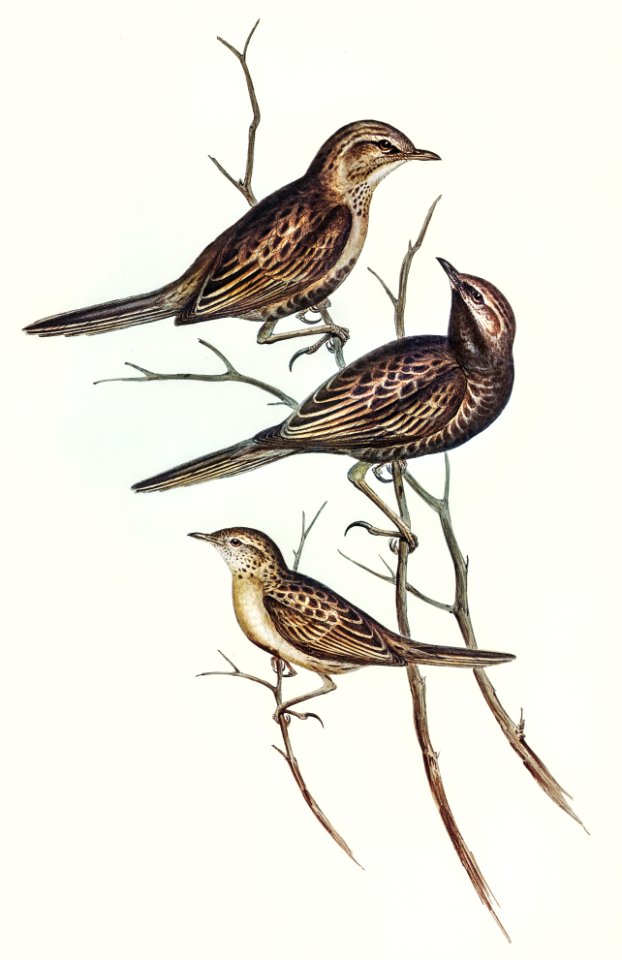 Black-breasted Songlark (Cincloramphus cantillans) illustrated by Elizabeth Gould (1804–1841) for John Gould’s (1804-1881) Birds of Australia (1972 Edition, 8 volumes). Digitally enhanced from our own facsimile book (1972 Edition, 8 volumes).