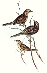 Black-breasted Songlark (Cincloramphus cantillans) illustrated by Elizabeth Gould (1804–1841) for John Gould’s (1804-1881) Birds of Australia (1972 Edition, 8 volumes). Digitally enhanced from our own facsimile book (1972 Edition, 8 volumes).