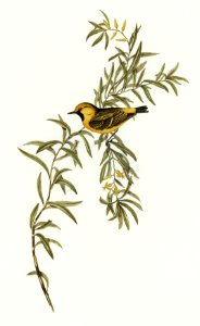 Orange-fronted chat (Ephthianura aurifrons) illustrated by Elizabeth Gould (1804–1841) for John Gould’s (1804-1881) Birds of Australia (1972 Edition, 8 volumes). Digitally enhanced from our own facsimile book (1972 Edition, 8 volumes).