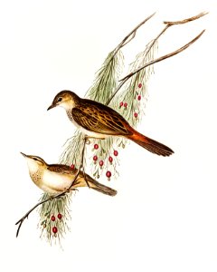 Rufous-tinted Songlark (Cincloramphus rufescens) illustrated by Elizabeth Gould (1804–1841) for John Gould’s (1804-1881) Birds of Australia (1972 Edition, 8 volumes). Digitally enhanced from our own facsimile book (1972 Edition, 8 volumes).