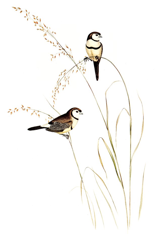 Bicheno’s Finch (Estrelda Bichenovii) illustrated by Elizabeth Gould (1804–1841) for John Gould’s (1804-1881) Birds of Australia (1972 Edition, 8 volumes). Digitally enhanced from our own facsimile book (1972 Edition, 8 volumes).