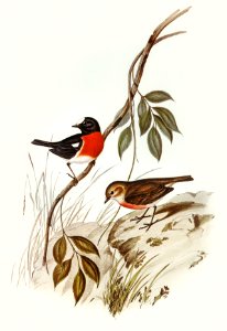 Norfolk Island Robin (Petroica erythrogastra) illustrated by Elizabeth Gould (1804–1841) for John Gould’s (1804-1881) Birds of Australia (1972 Edition, 8 volumes). Digitally enhanced from our own facsimile book (1972 Edition, 8 volumes).. Free illustration for personal and commercial use.