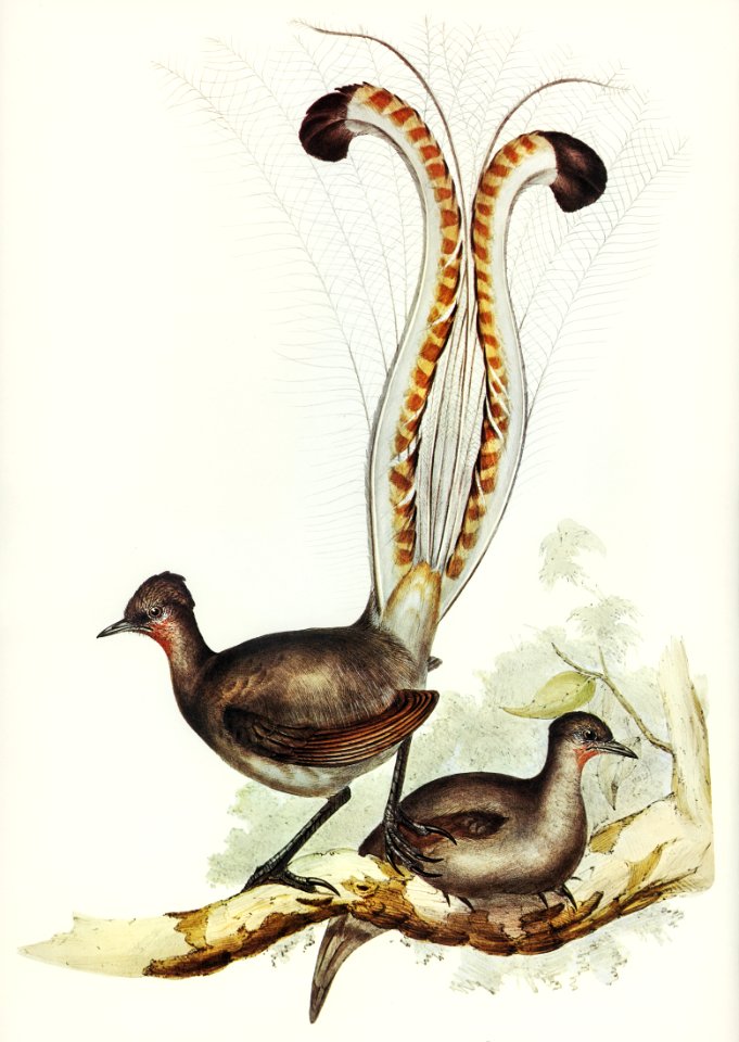 Lyre Bird (Menura superba) illustrated by Elizabeth Gould (1804–1841) for John Gould’s (1804-1881) Birds of Australia (1972 Edition, 8 volumes). Digitally enhanced from our own facsimile book (1972 Edition, 8 volumes).