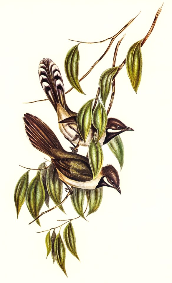 Black-throated Psophodes (Psophodes nigrogularis) illustrated by Elizabeth Gould (1804–1841) for John Gould’s (1804-1881) Birds of Australia (1972 Edition, 8 volumes). Digitally enhanced from our own facsimile book (1972 Edition, 8 volumes).