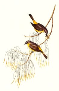 Yellow-breasted Robin (Eopsaltria Australis) illustrated by Elizabeth Gould (1804–1841) for John Gould’s (1804-1881) Birds of Australia (1972 Edition, 8 volumes). Digitally enhanced from our own facsimile book (1972 Edition, 8 volumes).