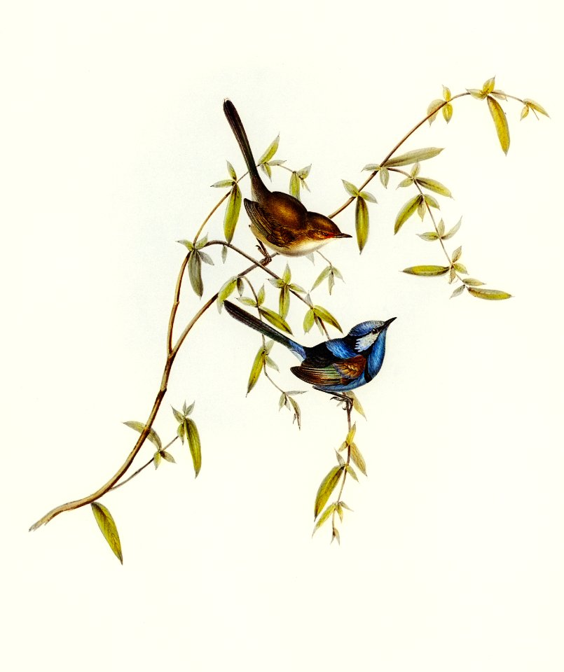 Black-backed Wren (Malurus melanotus) illustrated by Elizabeth Gould (1804–1841) for John Gould’s (1804-1881) Birds of Australia (1972 Edition, 8 volumes). Digitally enhanced from our own facsimile book (1972 Edition, 8 volumes).