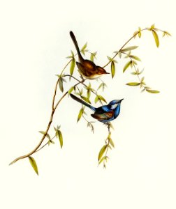 Black-backed Wren (Malurus melanotus) illustrated by Elizabeth Gould (1804–1841) for John Gould’s (1804-1881) Birds of Australia (1972 Edition, 8 volumes). Digitally enhanced from our own facsimile book (1972 Edition, 8 volumes).