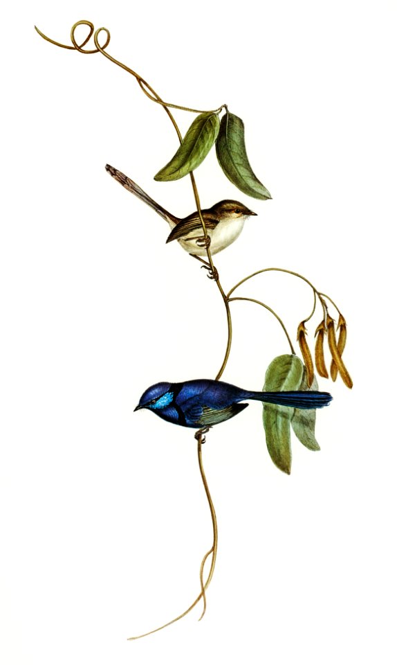 Banded Wren (Alurus splendens) illustrated by Elizabeth Gould (1804–1841) for John Gould’s (1804-1881) Birds of Australia (1972 Edition, 8 volumes). Digitally enhanced from our own facsimile book (1972 Edition, 8 volumes).