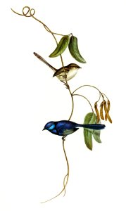 Banded Wren (Alurus splendens) illustrated by Elizabeth Gould (1804–1841) for John Gould’s (1804-1881) Birds of Australia (1972 Edition, 8 volumes). Digitally enhanced from our own facsimile book (1972 Edition, 8 volumes).